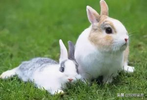 兔子讨厌主人什么表现？兔子表示对主人的不满是怎么样的？