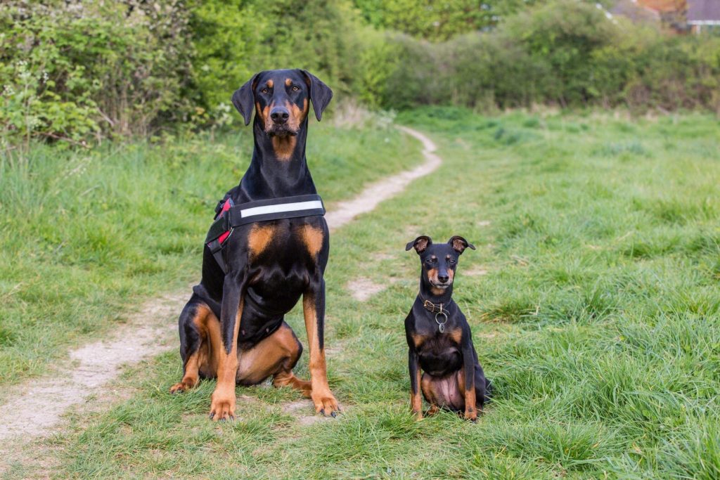 为什么很少人养杜宾犬？它的缺点你都可以接受吗？