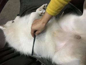 辨别“泰迪犬”和“贵宾犬”，只需3招