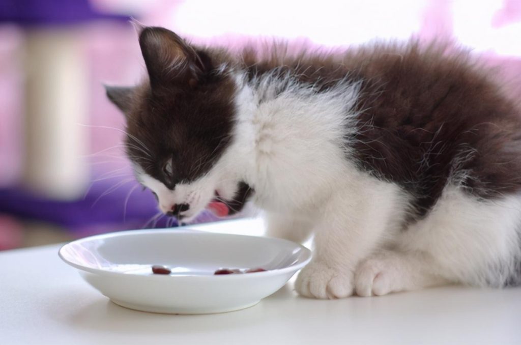 猫猫最喜欢的食物是什么？放在旁边都会流口水的