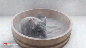 龙猫饮食有什么注意事项？龙猫洗澡的注意事项