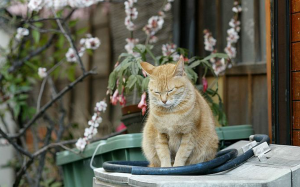 猫咪走掉了怎么办？有什么方法找猫咪？