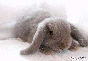 哪些的品种的兔兔可以作为家庭宠物？