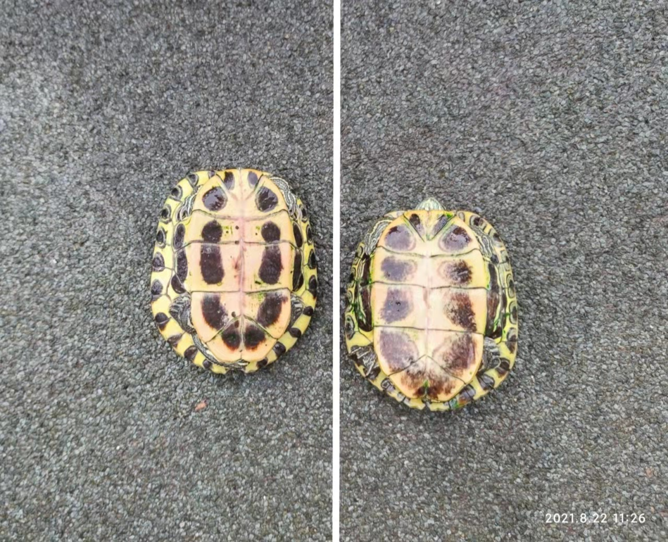 5种方法教你简单快速的分辨乌龟的公母，一定要学好了！