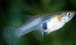 怎么准确分辨观赏鱼的雌雄？
