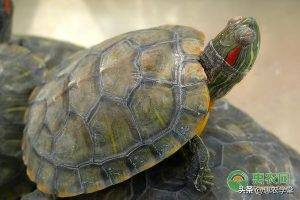 乌龟肠胃炎的症状，乌龟肠胃炎的原因