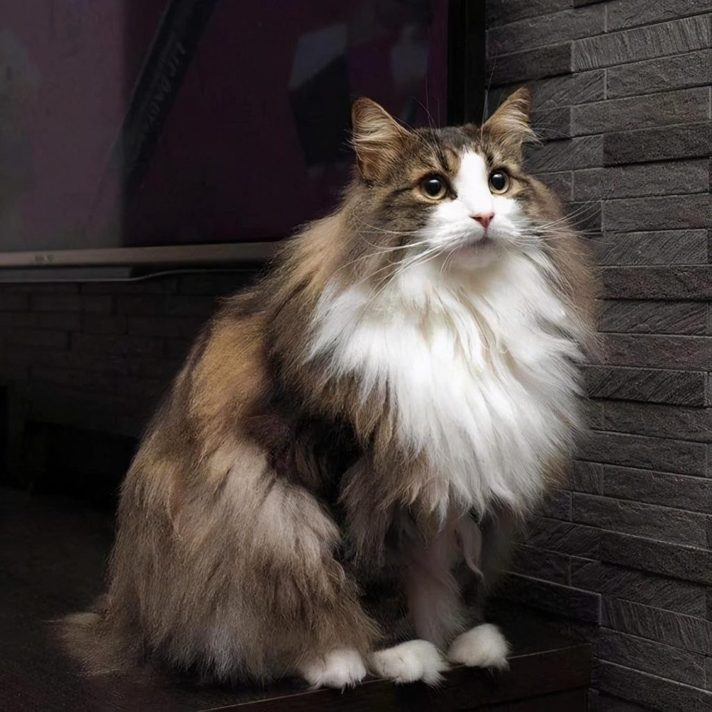 不同品种的猫咪，体重也是不一样的，你家猫超重了吗？