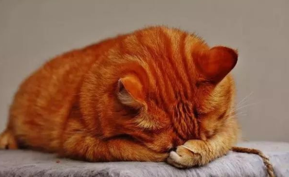 当猫咪出现这些症状时，说明它已经发烧了，如何应对猫咪发烧？