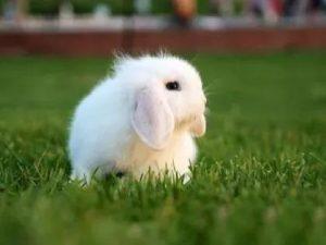 什么兔子适合新手饲养？什么样的小兔子适合做宠物？