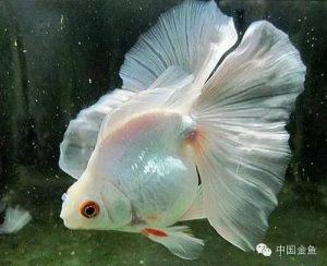 蝶尾金鱼的由来，蝶尾金鱼是怎么繁殖的？