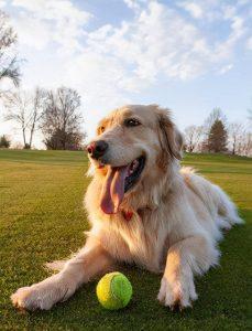 如何“正确”饲养金毛犬？5招教会你