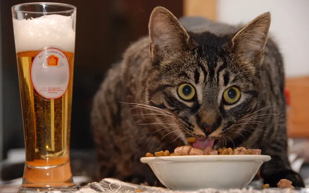 猫咪能吃人类的食物吗？喂猫咪人饭有什么不好？