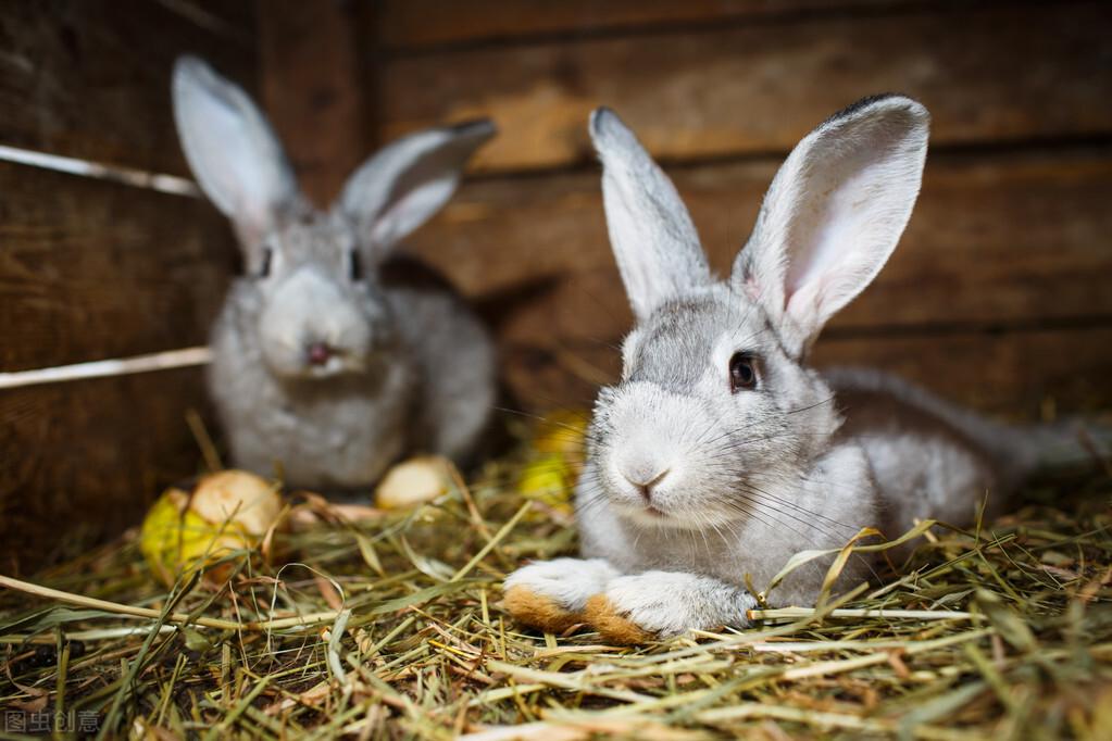 兔子常见分类品种有什么？