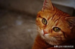 能不能给猫咪吃虾呢？吃虾对猫咪的身体会有哪些弊端呢？给猫咪吃虾注意这5点