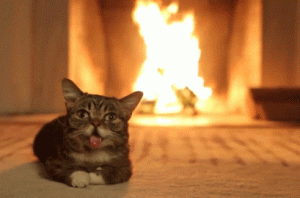 耳朵摸起来凉凉的正常吗？猫咪耳朵热热的，是生病了吗？
