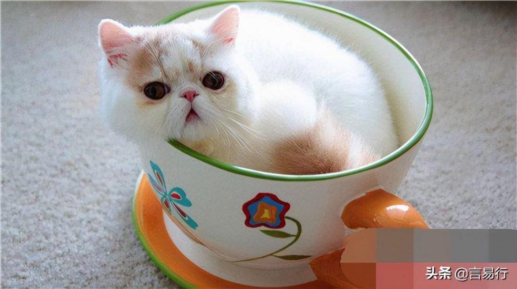 茶杯猫可以活多久？茶杯猫价格怎么样？