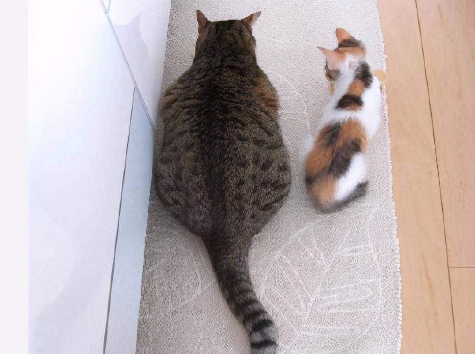 猫咪体重对照表，不同体型的猫咪重量也是不一样的