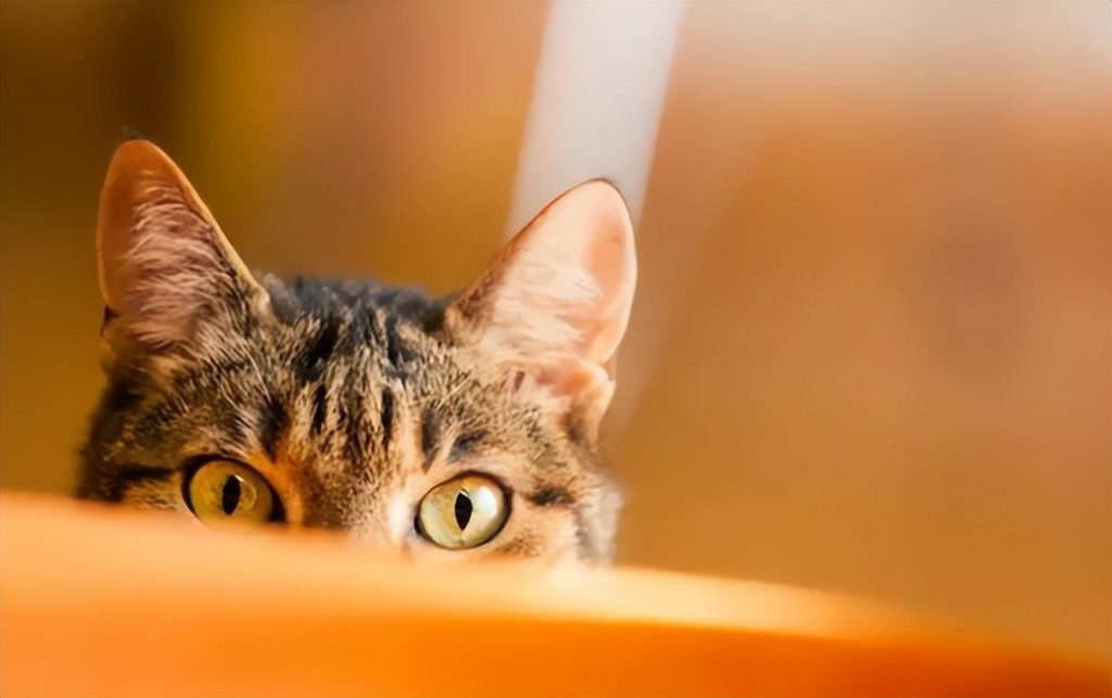 我们可以通过猫咪什么样的状态来判断猫咪是否发烧？