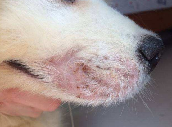 狗狗皮肤病识别指南：6种常见类型与应对策略