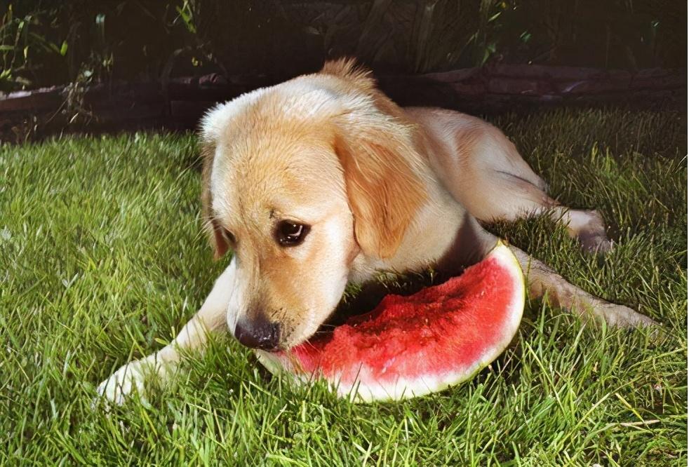 狗狗多大可以吃水果？狗狗可以吃哪些水果？