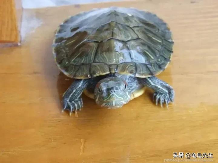 巴西龟饲养和注意方法了解一下