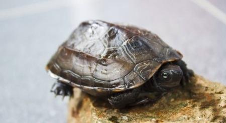草龟最适宜的饲养水位是多少？用什么水合适？
