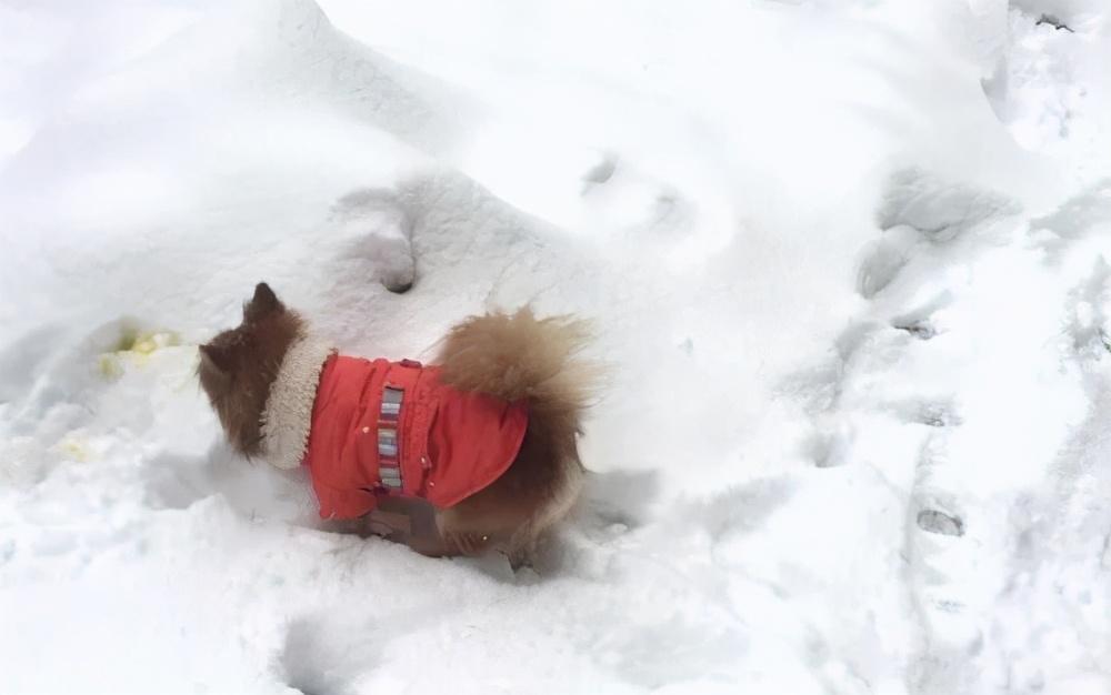 博美犬的起源是哪里？怎么梳理博美犬的毛发？