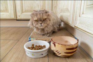 猫咪一天的饮食量是多少？如何科学喂养猫咪呢？附上适量指南