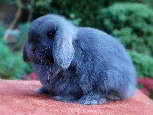 什么兔子适合新手饲养？什么样的小兔子适合做宠物？