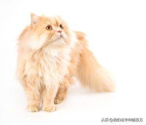 宠物猫的品种介绍及价格大全