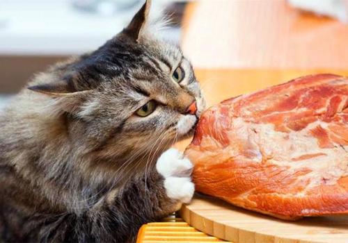 猫咪一天的饮食量是多少？知道饮食量之后该如何科学喂养猫咪呢？