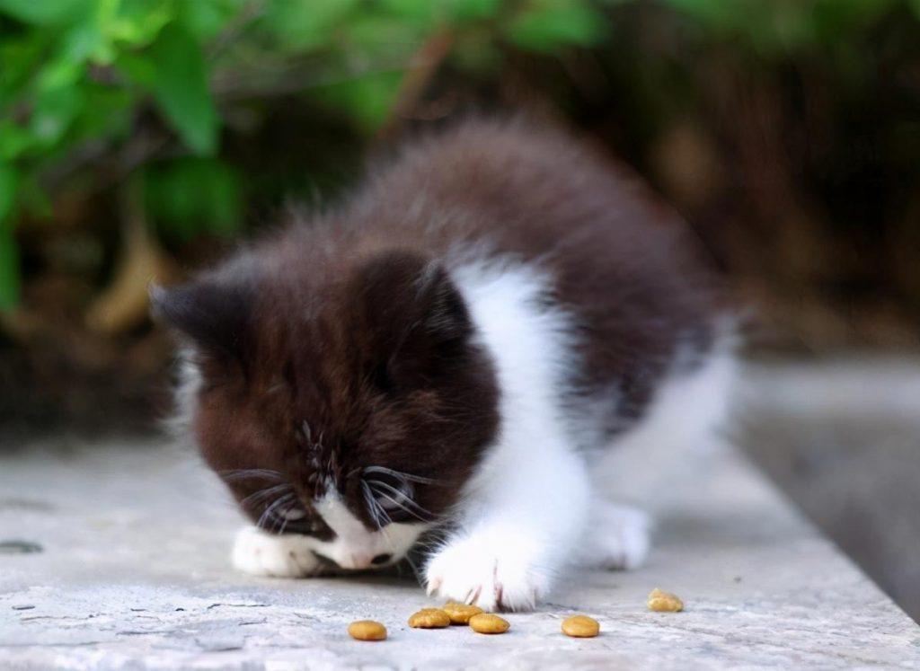 你家猫咪每天吃多少猫粮呢？幼猫一天要吃多少猫粮？
