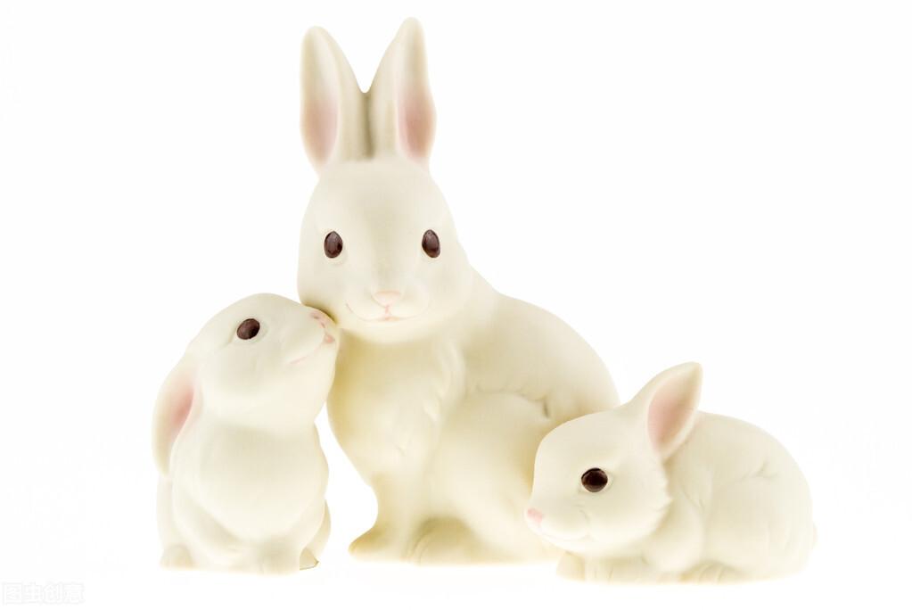 兔子常见分类品种有什么？