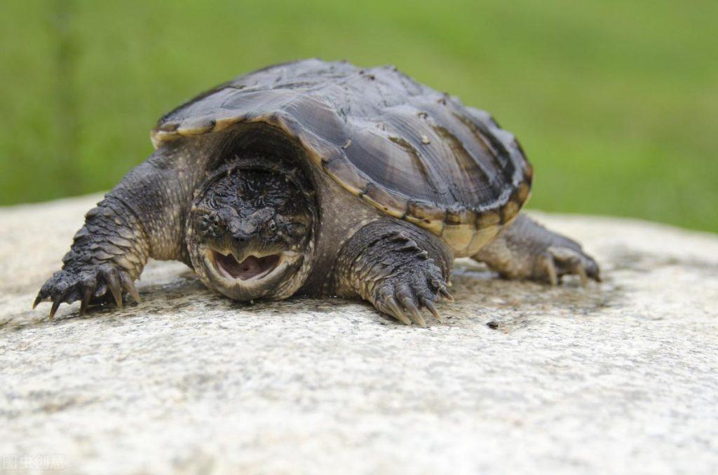 认识鳄龟——鳄龟的养殖生物学