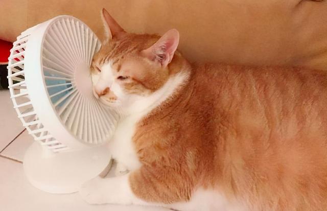 猫咪怕热吗？主人应该做什么可以帮助防止中暑？