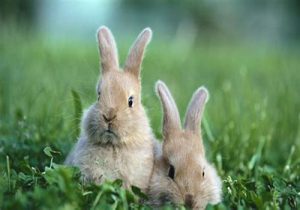 兔子为什么拉稀？兔子拉肚子的原因