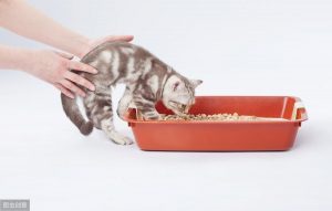 家里到底应该放几个猫砂盆？猫咪的如厕行为介绍