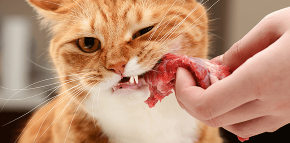 可以让猫咪越吃越美丽的食物有什么？
