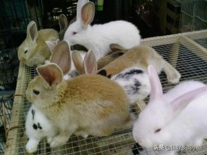 如何养好兔？兔子的养殖管理方式
