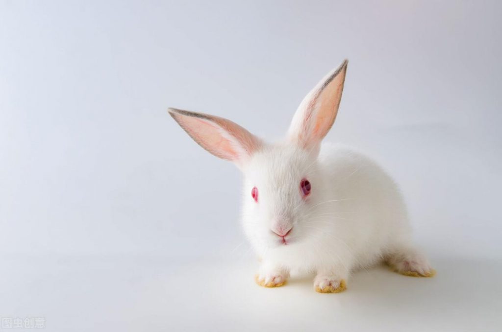 幼兔为什么不能吃新鲜蔬菜？兔子能吃菠菜吗？