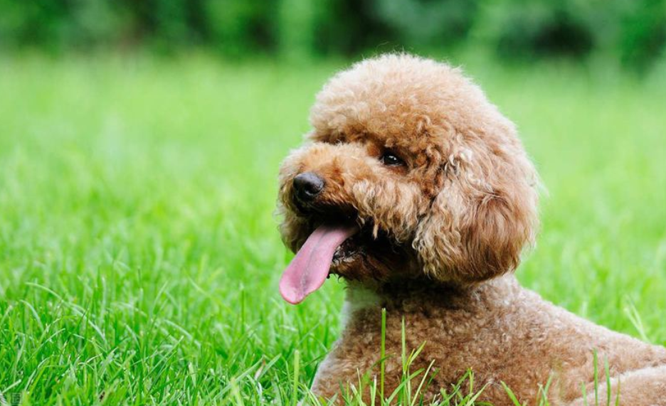 泰迪犬一只多少钱？泰迪犬也指迷你贵宾犬和标准贵宾犬