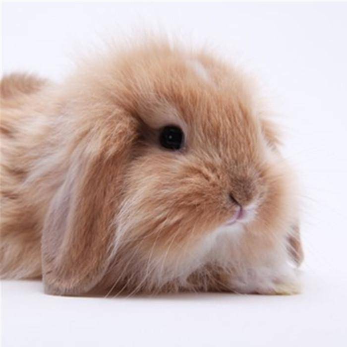 兔子的种类原来这么多，这几种你见过吗？