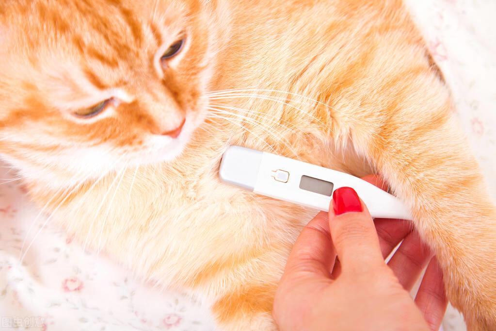如何测量猫咪的体温？体温高低可以判断身体状况
