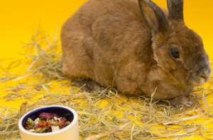兔子球虫病用什么药效果好？兔球虫病适合用什么药？