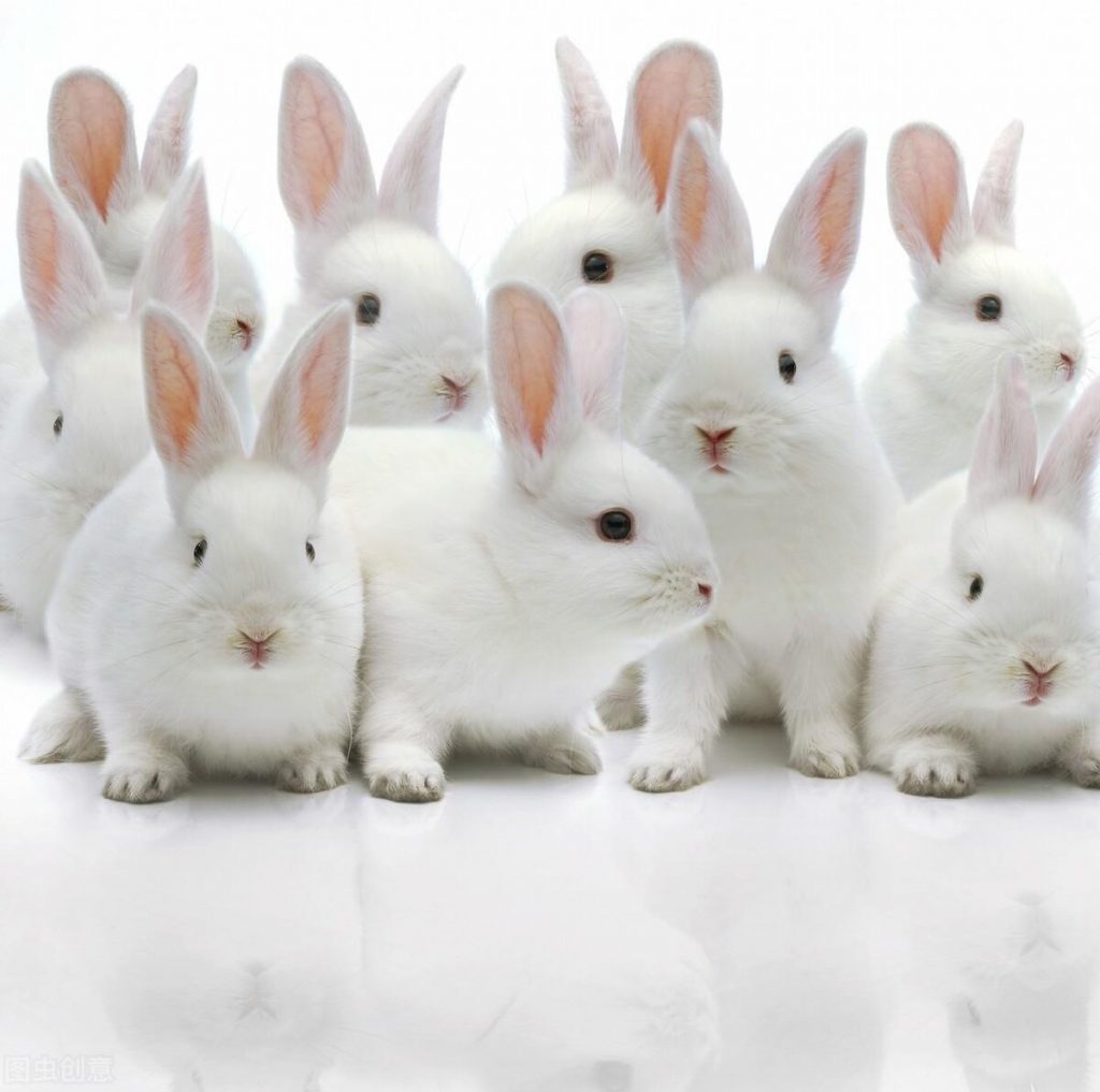 兔子吃什么长得快？兔子正确的喂食方法