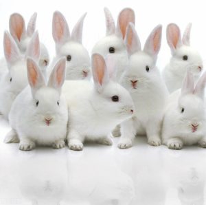 宠物兔怎么养？兔兔养护方法指南