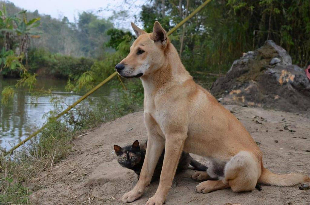 土狗怎么养？其实中华田园犬比不少知名犬好养多了