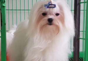 马尔济斯犬的优点是什么？马尔济斯犬的缺点多吗？