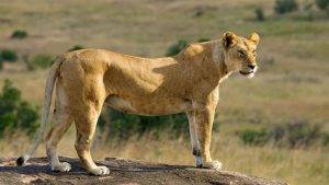 狮子有哪些特征和习性不像猫科？