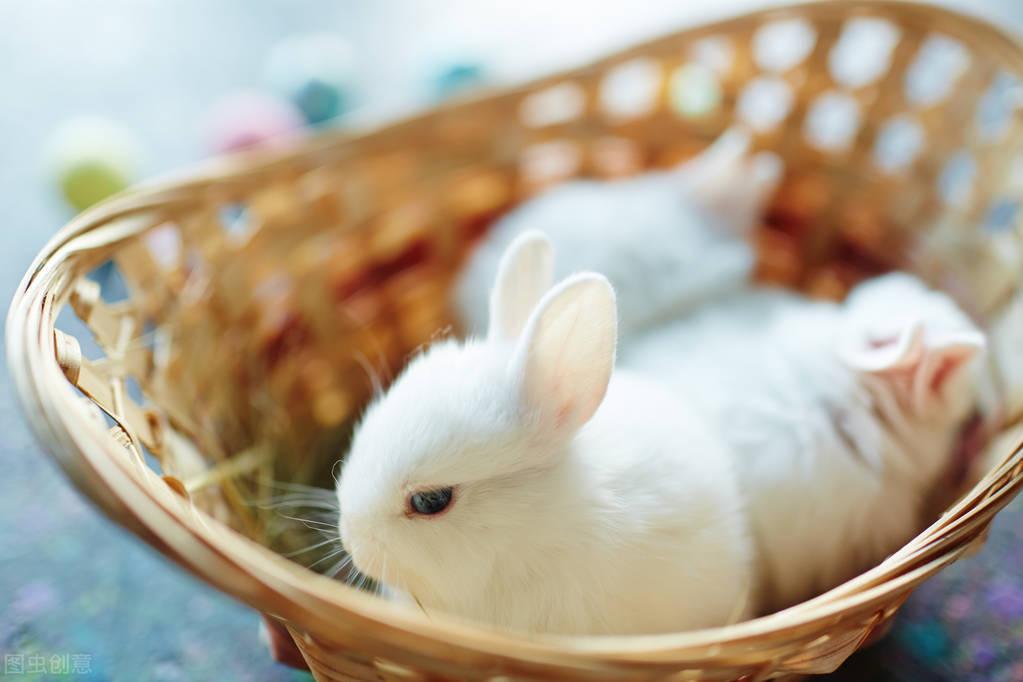 兔子不吃东西能活几天？兔子的喂食方法